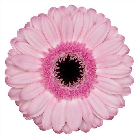 Photo de variété de fleurs à utiliser comme: Pot Gerbera jamesonii Rosario®
