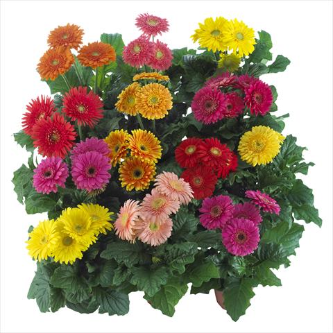 Photo de variété de fleurs à utiliser comme: Pot Gerbera jamesonii Sundayz® Maxi Mix