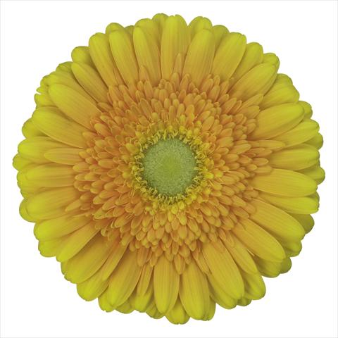 Photo de variété de fleurs à utiliser comme: Pot Gerbera jamesonii Sunny Side®