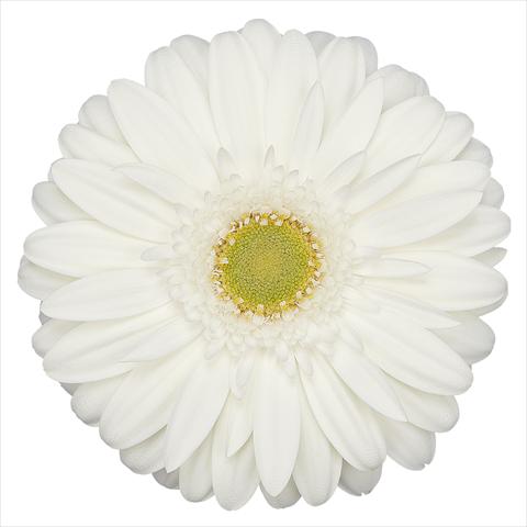 Photo de variété de fleurs à utiliser comme: Pot Gerbera jamesonii Venganz®