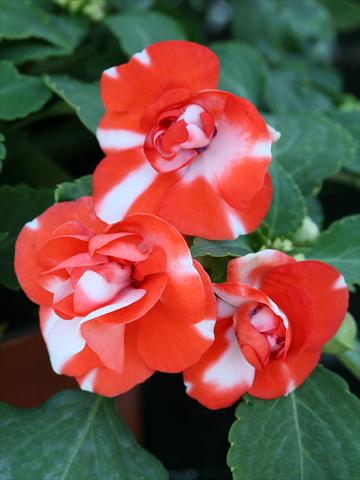 Photo de variété de fleurs à utiliser comme: Plante à massif/ plante de bordure Impatiens walleriana Athena Orange Flash