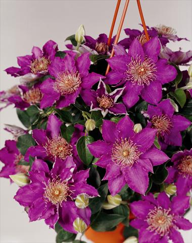 Photo de variété de fleurs à utiliser comme: Plante à massif/ plante de bordure Clematis Bijoux Flora© viola
