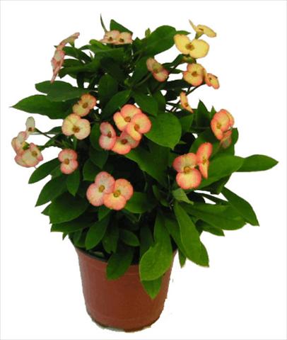 Photo de variété de fleurs à utiliser comme: Pot et Plante à massif Euphorbia milii Atlas©