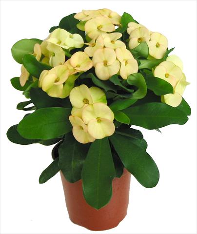 Photo de variété de fleurs à utiliser comme: Pot et Plante à massif Euphorbia milii Dinni©