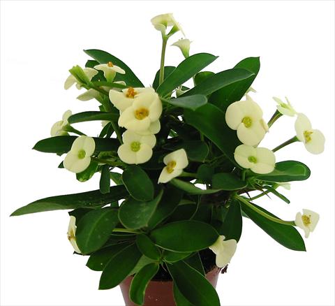 Photo de variété de fleurs à utiliser comme: Pot et Plante à massif Euphorbia milii Marathon©