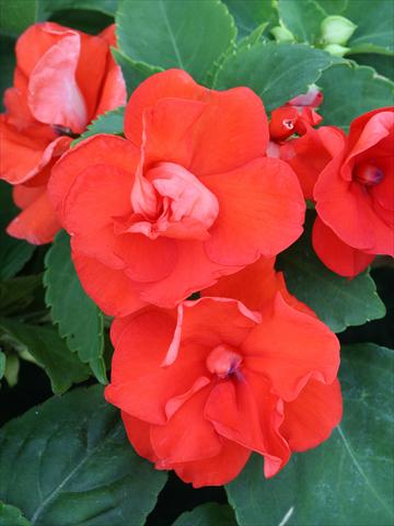 Photo de variété de fleurs à utiliser comme: Plante à massif/ plante de bordure Impatiens walleriana Athena Orange
