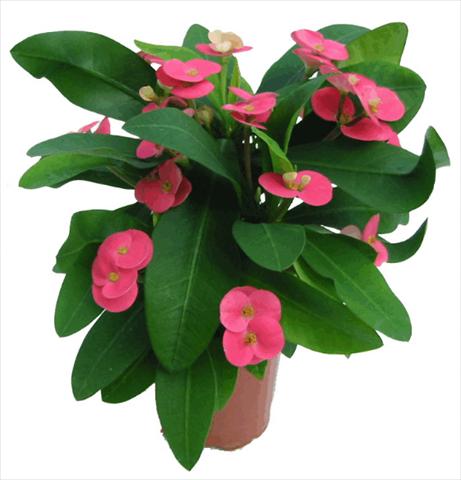 Photo de variété de fleurs à utiliser comme: Pot et Plante à massif Euphorbia milii Pink Cadillac©