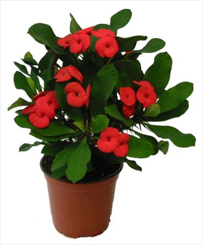 Photo de variété de fleurs à utiliser comme: Pot et Plante à massif Euphorbia milii Vulcanus©