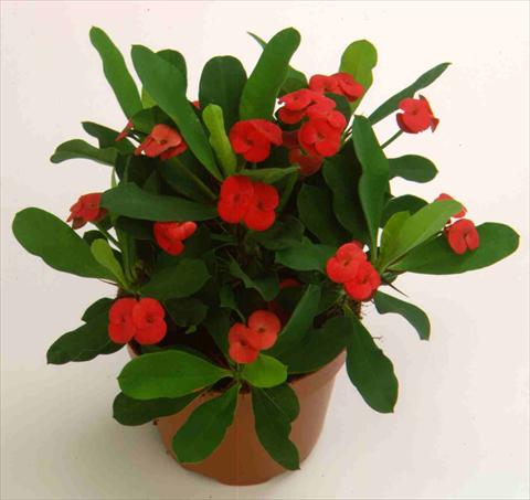 Photo de variété de fleurs à utiliser comme: Pot et Plante à massif Euphorbia milii Vulcanus2006©