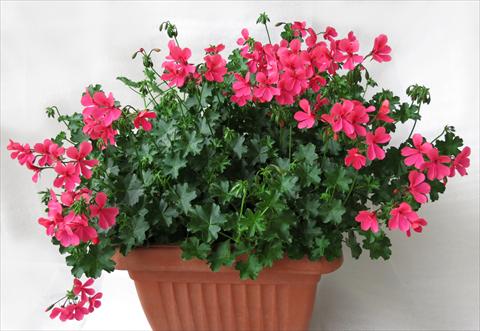 Photo de variété de fleurs à utiliser comme: Pot, patio, Suspension Pelargonium peltatum Mamma Mia® Rosa