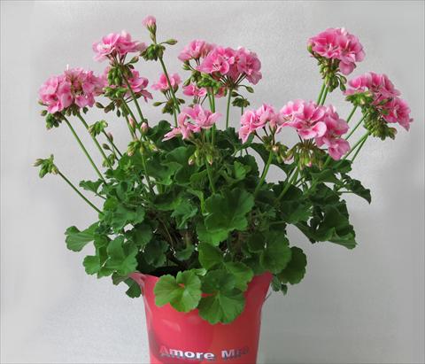 Photo de variété de fleurs à utiliser comme: Pot, Plante à massif, patio Pelargonium zonale Amore Mio® Rose