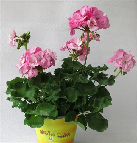Photo de variété de fleurs à utiliser comme: Pot, Plante à massif, patio Pelargonium zonale Sole Mio® Light Pink