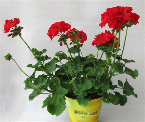 Photo de variété de fleurs à utiliser comme: Pot, Plante à massif, patio Pelargonium zonale Sole Mio® Red