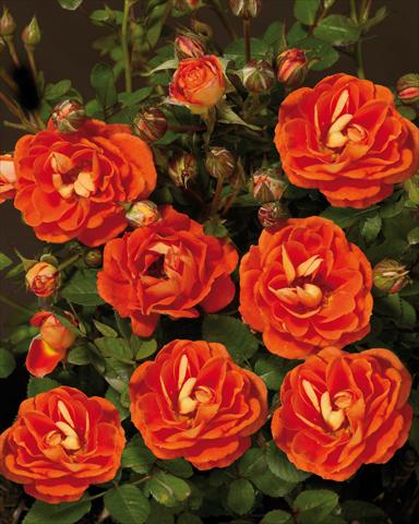 Photo de variété de fleurs à utiliser comme: Plante à massif/ plante de bordure Rosa paesaggistica Towne&Country® Basic Cover