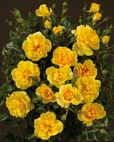 Photo de variété de fleurs à utiliser comme: Plante à massif/ plante de bordure Rosa paesaggistica Towne&Country® Golden Cover