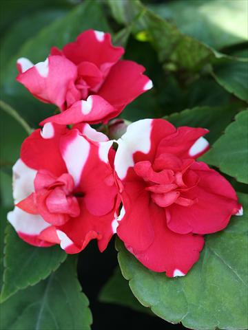 Photo de variété de fleurs à utiliser comme: Plante à massif/ plante de bordure Impatiens walleriana Athena Red Flash