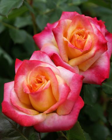 Photo de variété de fleurs à utiliser comme: Plante à massif/ plante de bordure Rosa polyantha Castle/Palace® Atalya