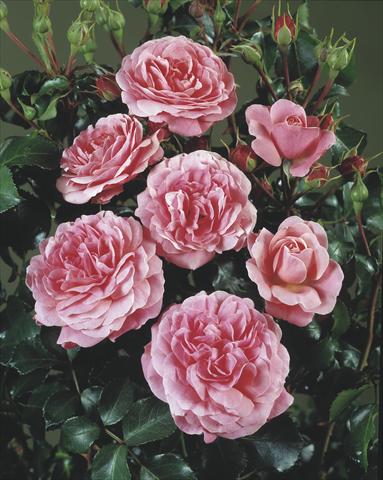 Photo de variété de fleurs à utiliser comme: Plante à massif/ plante de bordure Rosa polyantha Castle/Palace® Bernstoff