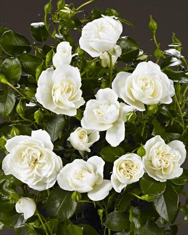 Photo de variété de fleurs à utiliser comme: Plante à massif/ plante de bordure Rosa polyantha Castle/Palace® Kailani
