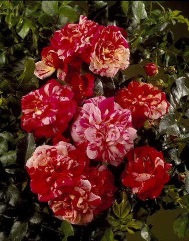 Photo de variété de fleurs à utiliser comme: Plante à massif/ plante de bordure Rosa rampicante Courtyard® Twist