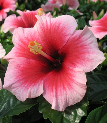 Photo de variété de fleurs à utiliser comme: Pot et Plante à massif Hibiscus rosa-sinensis Camelia
