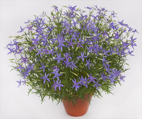 Photo de variété de fleurs à utiliser comme: Pot et Plante à massif Laurentia pac® Blue