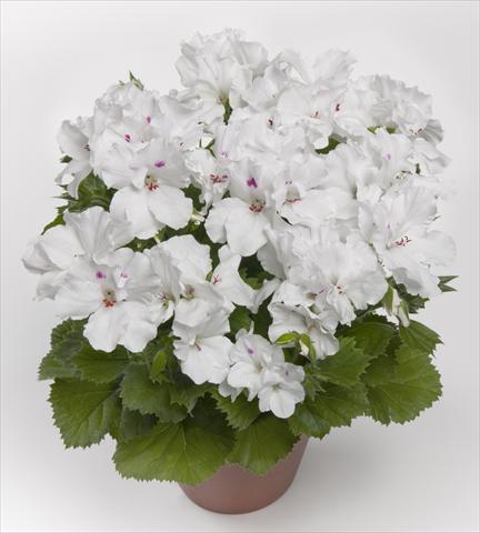 Photo de variété de fleurs à utiliser comme: Patio, pot Pelargonium grandiflorum pac® Aristo White