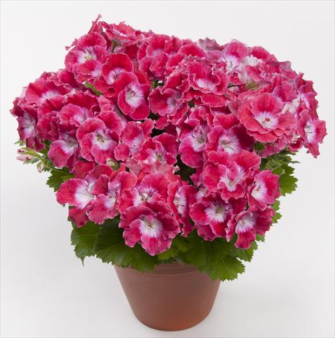 Photo de variété de fleurs à utiliser comme: Pot Pelargonium grandiflorum pac® Bermuda Cherry