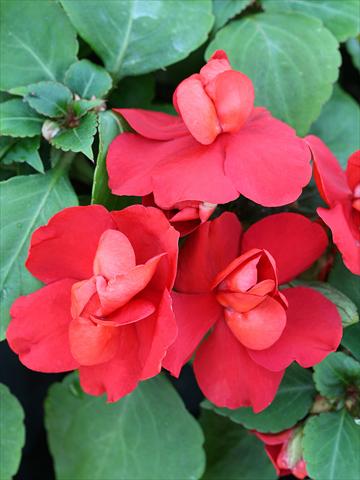 Photo de variété de fleurs à utiliser comme: Plante à massif/ plante de bordure Impatiens walleriana Athena Red