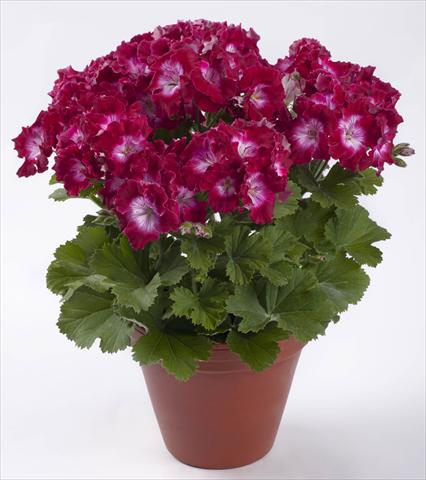 Photo de variété de fleurs à utiliser comme: Pot Pelargonium grandiflorum pac® Bermuda Dark Red