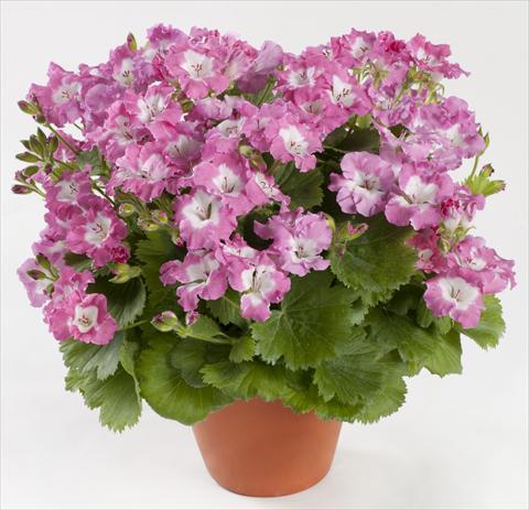 Photo de variété de fleurs à utiliser comme: Pot Pelargonium grandiflorum pac® Bermuda Pink