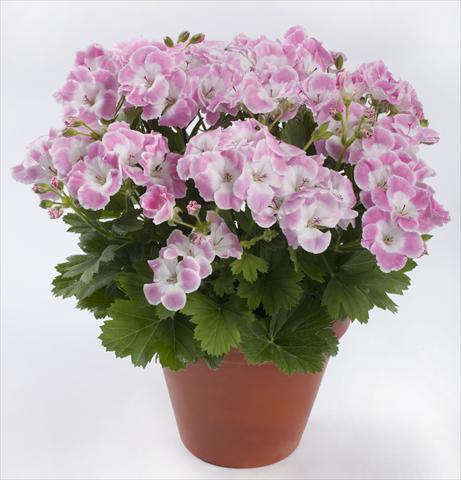 Photo de variété de fleurs à utiliser comme: Patio, pot Pelargonium grandiflorum pac® Bermuda Soft Pink