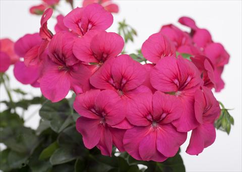 Photo de variété de fleurs à utiliser comme: Pot, patio, Suspension Pelargonium peltatum pac® Happy Face Purple