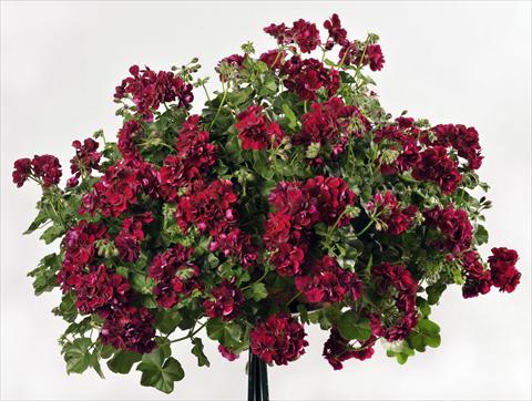 Photo de variété de fleurs à utiliser comme: Pot, patio, Suspension Pelargonium peltatum pac® Mary