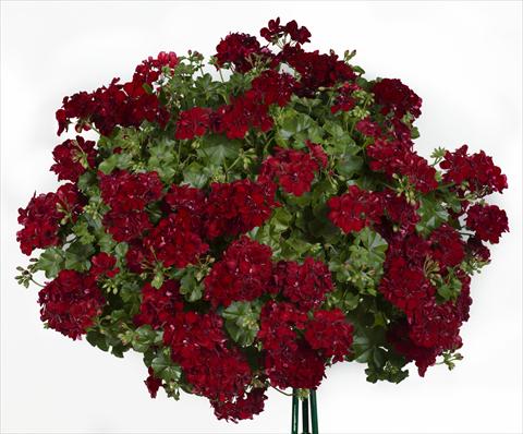 Photo de variété de fleurs à utiliser comme: Pot, patio, Suspension Pelargonium peltatum pac® Sally