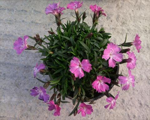 Photo de variété de fleurs à utiliser comme: Suspension / pot Dianthus Garden Dark Pink