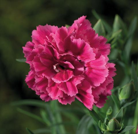 Photo de variété de fleurs à utiliser comme: Suspension / pot Dianthus Sublime Bicolor Red Rose