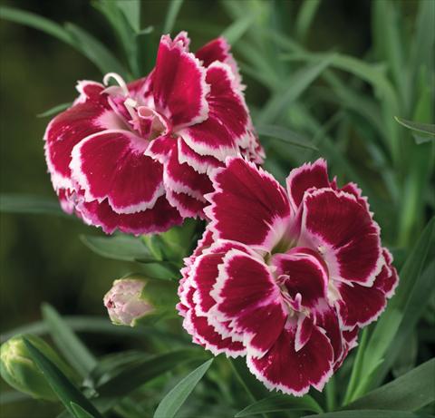 Photo de variété de fleurs à utiliser comme: Suspension / pot Dianthus Sublime Red White Bicolor