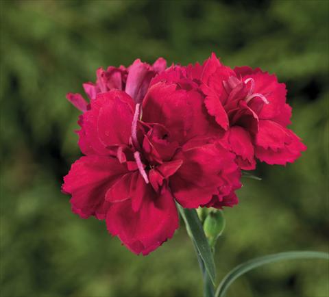 Photo de variété de fleurs à utiliser comme: Suspension / pot Dianthus Sublime Red