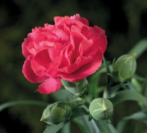 Photo de variété de fleurs à utiliser comme: Suspension / pot Dianthus Sublime Rose