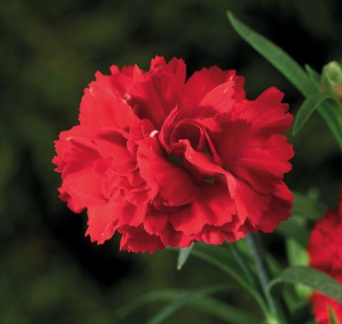 Photo de variété de fleurs à utiliser comme: Suspension / pot Dianthus Sublime Scarlet