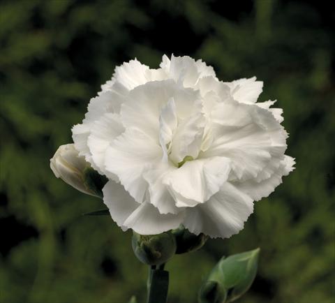 Photo de variété de fleurs à utiliser comme: Suspension / pot Dianthus Sublime White
