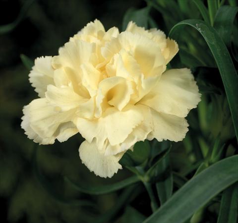 Photo de variété de fleurs à utiliser comme: Suspension / pot Dianthus Sublime Yellow