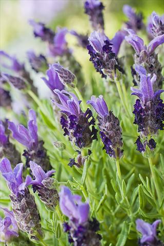 Photo de variété de fleurs à utiliser comme: Pot et Plante à massif Lavandula stoechas Bandera Purple