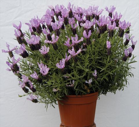 Photo de variété de fleurs à utiliser comme: Pot et Plante à massif Lavandula stoechas Lavinia Blue