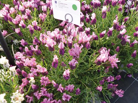 Photo de variété de fleurs à utiliser comme: Pot et Plante à massif Lavandula stoechas Lavinia Compact Dark Pink