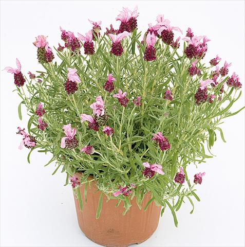 Photo de variété de fleurs à utiliser comme: Pot et Plante à massif Lavandula stoechas Lavinia Compact Pink