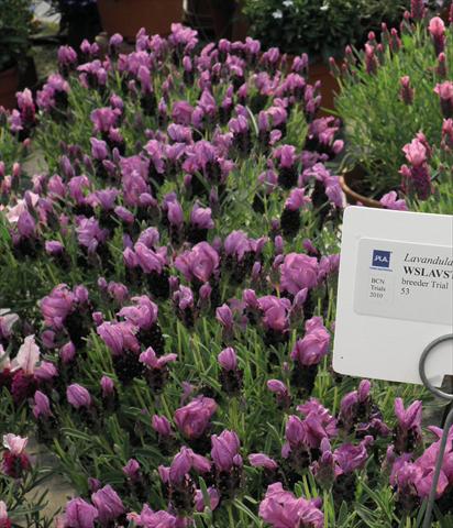 Photo de variété de fleurs à utiliser comme: Pot et Plante à massif Lavandula stoechas Lavinia Compact Purple