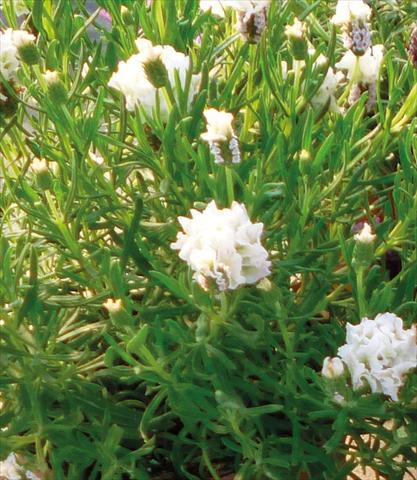 Photo de variété de fleurs à utiliser comme: Pot et Plante à massif Lavandula stoechas Lavinia Compact White