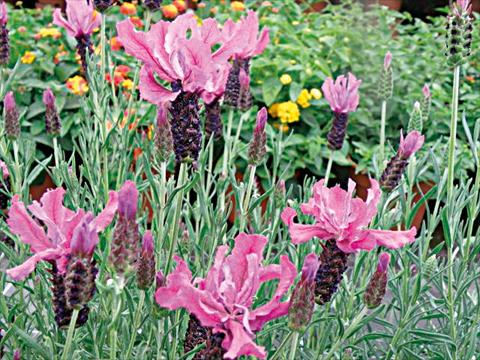 Photo de variété de fleurs à utiliser comme: Pot et Plante à massif Lavandula stoechas Lavinia Dark Pink